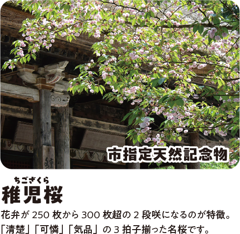 稚児桜