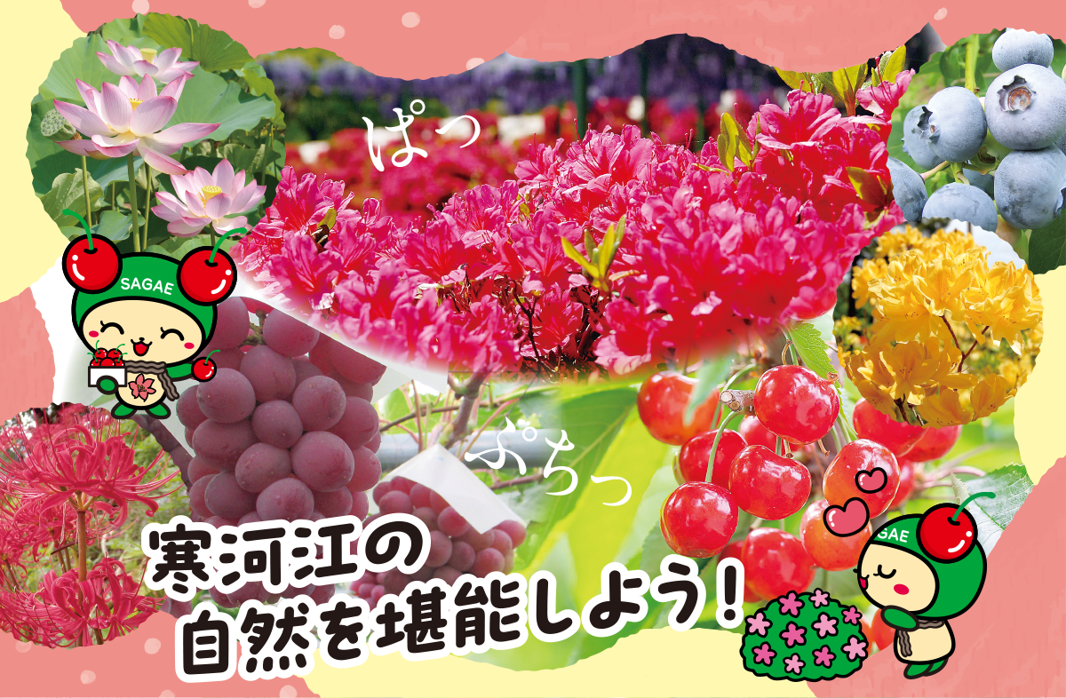 寒河江の自然を堪能しよう！寒河江市の花・くだもの